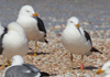 1cy fuscus in August, ringed in Finland. (81365 bytes)